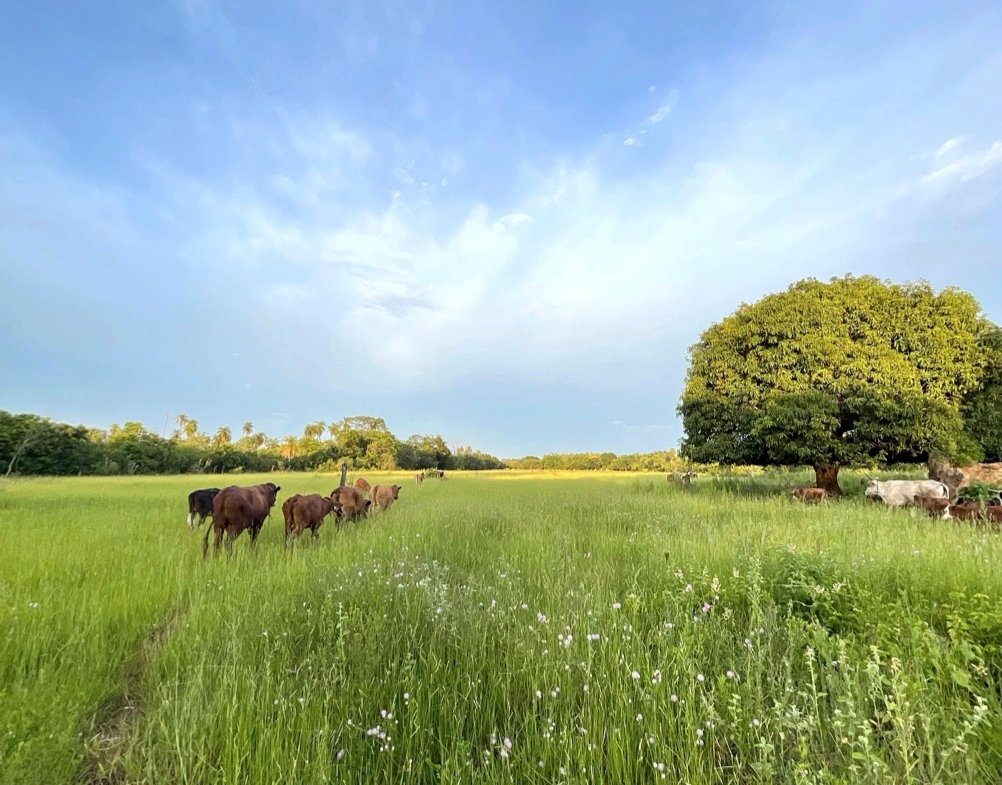 Altos Acunia Immobilien Kaufen Paraguay Heppner Lotes 03