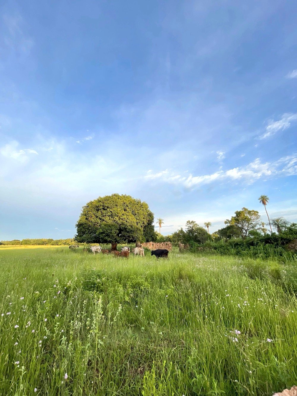 Altos Acunia Immobilien Kaufen Paraguay Heppner Lotes 05